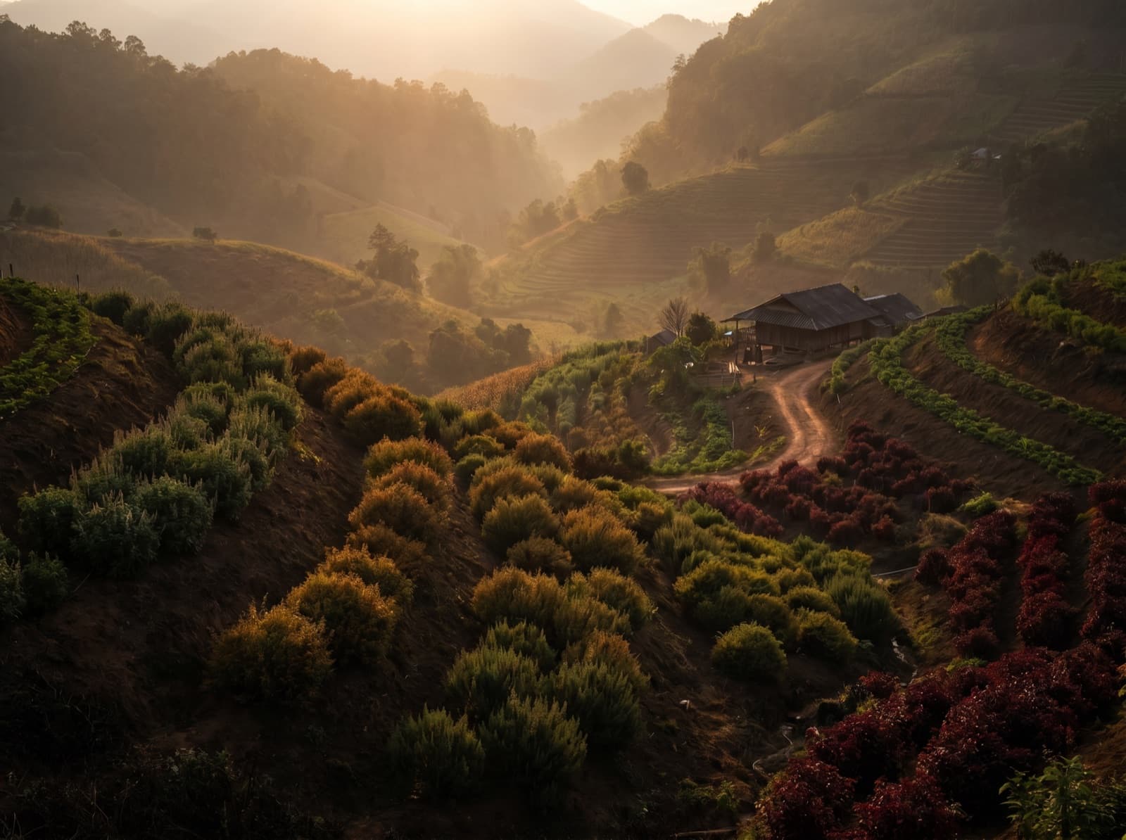 Herb-covered highlands of Pak Chong
